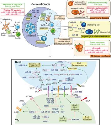 microRNA Fine-Tuning of the Germinal Center Response